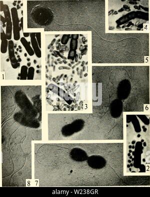 Archiv Bild ab Seite 143 Der zytologie und Leben - Geschichte der. Die cytologie und Lebens-Geschichte von Bakterien cytologylifehist 00 biss-Jahr: 1955 {aus dem Journal von C. cnenil Mikrobiologie wiedergegeben). 1 Abb. r, H Stockfoto