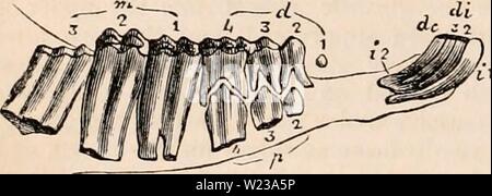 Archiv Bild von Seite 147 des cyclopaedia von Anatomie und Stockfoto