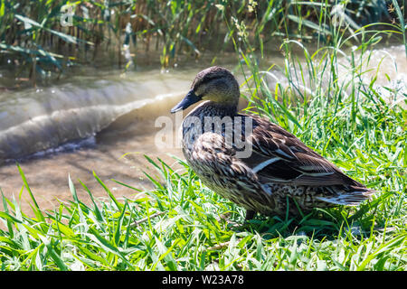 Die weibliche Stockente (Anas platyrhynchos, Wild Duck) sitzen am Ufer des Flusses - Bild Stockfoto