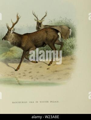 Archiv Bild ab Seite 147 Der Hirsch von allen Ländern, Stockfoto