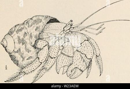 Archiv Bild von Seite 148 dekapoden Crustaceen von Bermuda (1908-1922). Dekapoden crustaceen von Bermuda decapodcrustacea 00 verr Jahr: 1908-1922. 4. E. VcrriU - dekapoden Crustaceen von Bermuda. 439 Nicht im Bermuda ami ungewöhnlich häufig auf die hohen Sandhügel, weit avav vom Ufer, und in Gärten. Große Exemplare in der Regel besetzen fossilen Schalen von Lr&lt;/ica, die Verwitterten haben fnmi ihe Soft jvoliau Kalksteine. Diese fossilen Schalen waren zweifellos durchgeführt vom Ufer der alten Sanddünen von der entfernten Vorfahren dieser gleichen Krabben. Abbildung 55. - Land Hermit Crab in der Shell von Lii-ona pic Stockfoto