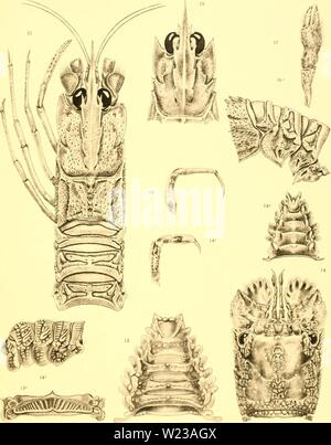 Archiv Bild ab Seite 148 Der Decapoda des Siboga Stockfoto