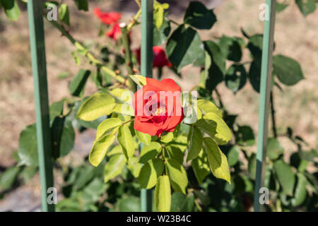 Schöne rote floribunda Rose mit den Gartenzaun auf der background-image Stockfoto