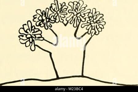 Archiv Bild ab Seite 150 Der zytologie und Leben - Geschichte der. Die cytologie und Lebens-Geschichte von Bakterien cytologylifehist 00 biss-Jahr: 1955 MAKRO FORMATIONEN ich 35 Stockfoto