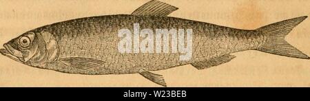 Archiv Bild ab Seite 151 der Danmarks Fiske (1838) Stockfoto