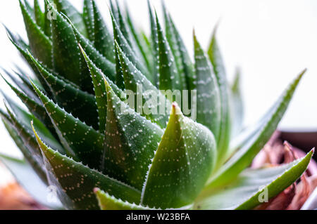 Aristaloe ist eine blühende mehrjährige Pflanze in der Familie Asphodelaceae aus dem südlichen Afrika. Auch als perlhühner Aloe oder Spitze Aloe bekannt. Stockfoto