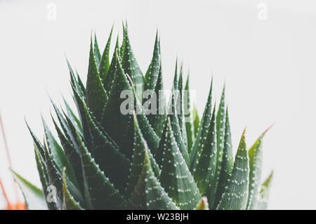 Aristaloe ist eine blühende mehrjährige Pflanze in der Familie Asphodelaceae aus dem südlichen Afrika. Auch als perlhühner Aloe oder Spitze Aloe bekannt. Stockfoto