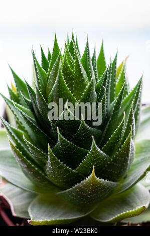 Aristaloe ist eine blühende mehrjährige Pflanze in der Familie Asphodelaceae aus dem südlichen Afrika. Auch als perlhühner Aloe oder Spitze Aloe bekannt. Stockfoto