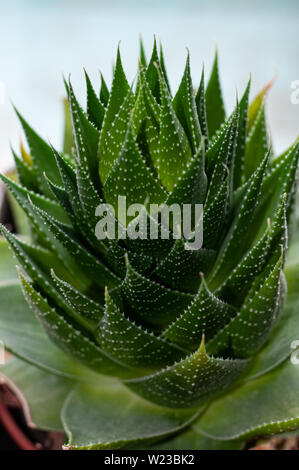 Aristaloe ist eine blühende mehrjährige Pflanze in der Familie Asphodelaceae aus dem südlichen Afrika. Auch als perlhühner Aloe oder Spitze Aloe bekannt. Stockfoto