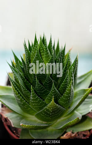 Aristaloe ist eine blühende mehrjährige Pflanze in der Familie Asphodelaceae aus dem südlichen Afrika. Auch als perlhühner Aloe oder Spitze Aloe bekannt. Stockfoto