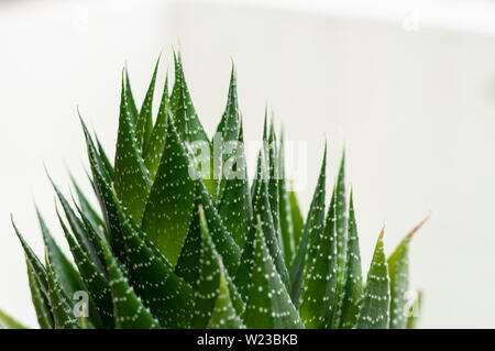 Aristaloe ist eine blühende mehrjährige Pflanze in der Familie Asphodelaceae aus dem südlichen Afrika. Auch als perlhühner Aloe oder Spitze Aloe bekannt. Stockfoto