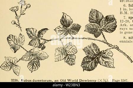 Archiv Bild von Seite 152 Cyclopedia der amerikanischen Gartenbau Stockfoto