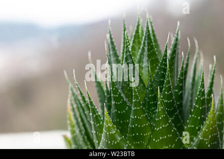 Aristaloe ist eine blühende mehrjährige Pflanze in der Familie Asphodelaceae aus dem südlichen Afrika. Auch als perlhühner Aloe oder Spitze Aloe bekannt. Stockfoto