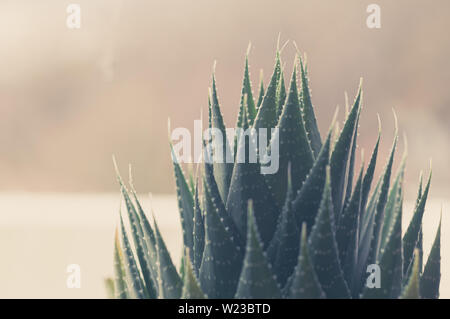 Aristaloe ist eine blühende mehrjährige Pflanze in der Familie Asphodelaceae aus dem südlichen Afrika. Auch als perlhühner Aloe oder Spitze Aloe bekannt. Stockfoto