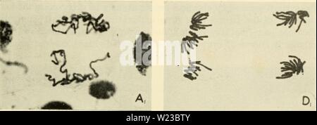 Archiv Bild von Seite 152 Zytologie (1961) Stockfoto