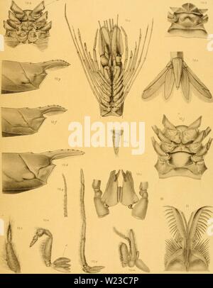 Archiv Bild von Seite 152 des Decapoda des Siboga Stockfoto