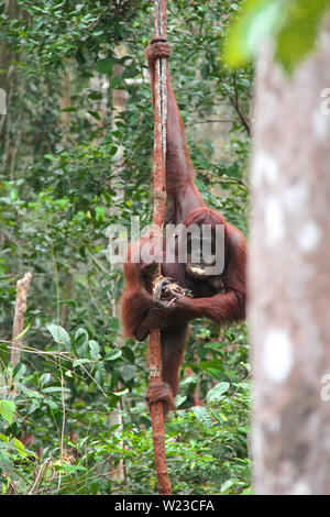 Essen Orang Utan mit seinem Kind hängen an einer vertikalen Liana im Dschungel von Borneo, Indonesien. Stockfoto