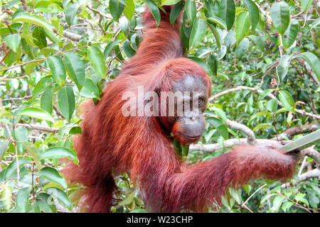 Proboscis Affen sitzen auf einem Ast und auf der Suche nach dem Baum im Dschungel von Borneo, Indonesien, Südostasien. Stockfoto