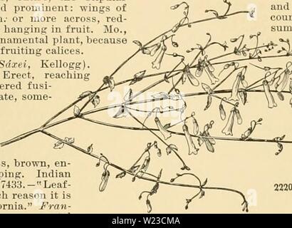 Archiv Bild ab Seite 154 der Cyclopedia der amerikanischen Gartenbau Stockfoto