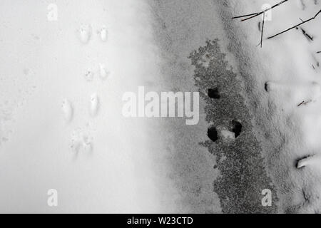 ROE-Rehe Fußabdrücke auf dem verschneiten Boden, Winterwald, Wildlife Habitat, Europa Stockfoto
