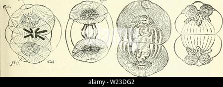 Archiv Bild ab Seite 156 von Darwin, und nach Darwin Ein Stockfoto
