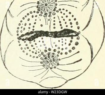 Archiv Bild ab Seite 156 von Darwin, und nach Darwin Ein Stockfoto