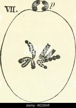 Archiv Bild ab Seite 156 von Darwin, und nach Darwin Ein Stockfoto