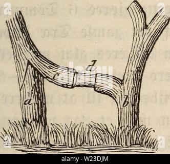 Archiv Bild ab Seite 156 von Dansk havebog (1864) Stockfoto