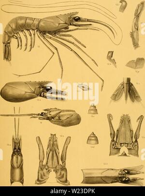 Archiv Bild von Seite 156 des Decapoda des Siboga Stockfoto