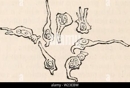 Archiv Bild von Seite 157 des cyclopaedia von Anatomie und Stockfoto