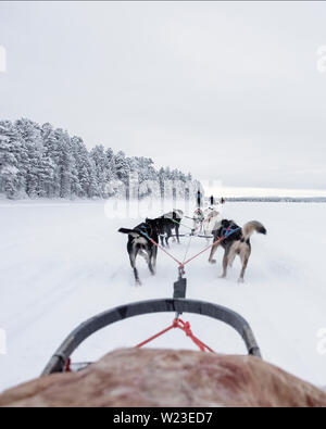 Finnland, Inari - Januar 2019: das Team der huskies hinter eine Linie von anderen Schlitten ziehen, Ansicht von Schlitten Stockfoto