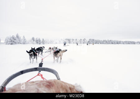 Finnland, Inari - Januar 2019: das Team der huskies hinter eine Linie von anderen Schlitten ziehen, Ansicht von Schlitten Stockfoto