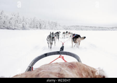 Finnland, Inari - Januar 2019: das Team der huskies hinter eine Linie von anderen Schlitten ziehen, Ansicht von Schlitten Stockfoto