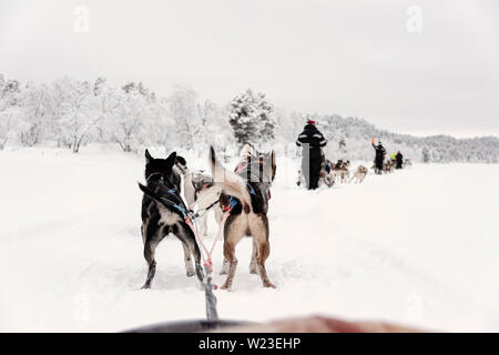 Finnland, Inari - Januar 2019: das Team der huskies hinter eine Linie von anderen Schlitten ziehen, Ansicht von Schlitten Stockfoto