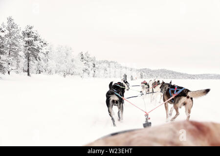 Finnland, Inari - Januar 2019: das Team der huskies hinter eine Linie von anderen Schlitten ziehen, Ansicht von Schlitten Stockfoto