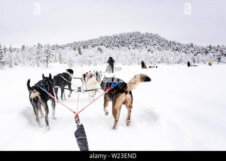 Finnland, Inari - Januar 2019: das Team der huskies hinter eine Linie von anderen Schlitten ziehen, Ansicht von Schlitten Stockfoto