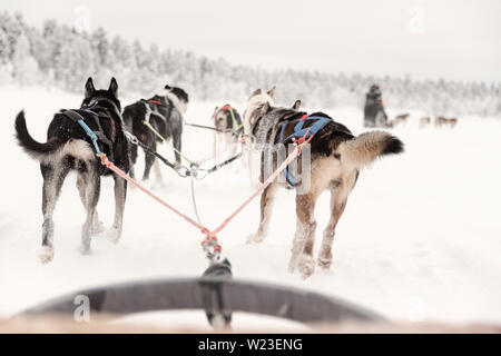 Finnland, Inari - Januar 2019: das Team der huskies hinter eine Linie von anderen Schlitten ziehen, Ansicht von Schlitten Stockfoto