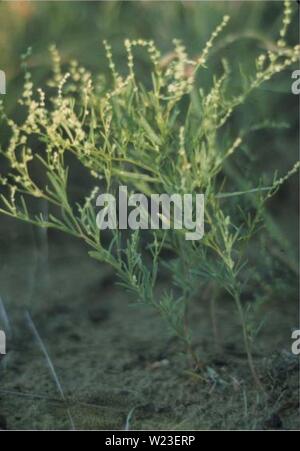 Archiv Bild ab Seite 159 der Botanischen und Vegetation Übersicht von. Botanische und Vegetation Umfrage von Carter County, Montana, Büro für Landmanagement - verwaltet Grundstücke D4B7AF 30-6 FF 2-4017-ADC 9-7 C 50A 7256521 Jahr: 1998 PtiiMDby SanniE - HskjeH Schisandra subglbrum Glatte Gänsefuß Stockfoto