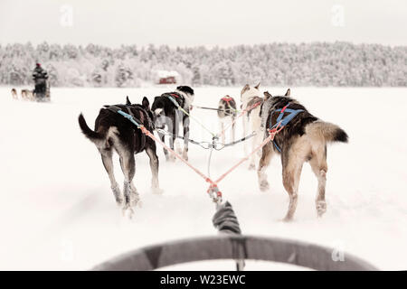 Finnland, Inari - Januar 2019: das Team der huskies hinter eine Linie von anderen Schlitten ziehen, Ansicht von Schlitten Stockfoto