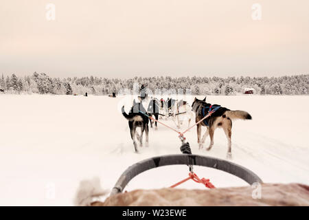 Finnland, Inari - Januar 2019: das Team der huskies hinter eine Linie von anderen Schlitten ziehen unter ein rosa getönten Himmel, Blick vom Schlitten Stockfoto