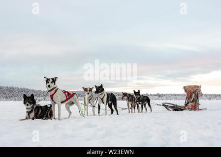 Finnland, Inari - Januar 2019: Team von sechs Schlittenhunde warten zu laufen und einen Schlitten ziehen Stockfoto