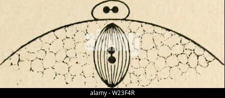 Archiv Bild von Seite 160 des Zytologie, mit besonderem Bezug auf Stockfoto