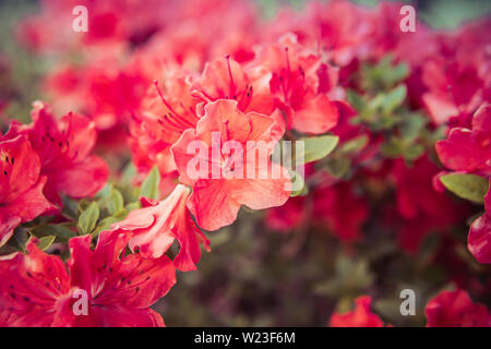 Detail der kleinen Rhododendron rosa Blumen in einem Park wächst Stockfoto