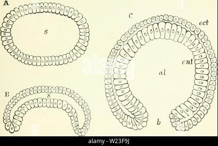 Archiv Bild ab Seite 160 von Darwin, und nach Darwin Ein Stockfoto