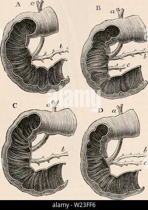 Archiv Bild ab Seite 160 Der cyclopaedia von Anatomie und Stockfoto