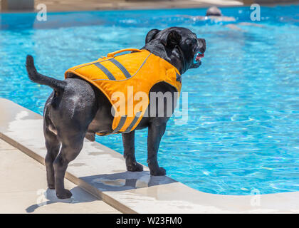 A Staffordshire Bull Terrier dog wearing an orange life jacket at the side of a swimming pool. A man can be seen swimming in the background Stockfoto
