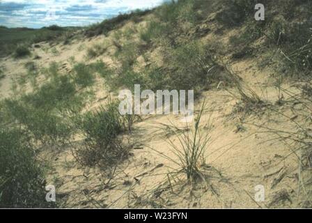 Archiv Bild ab Seite 162 der Botanischen und Vegetation Übersicht von. Botanische und Vegetation Umfrage von Carter County, Montana, Büro für Landmanagement - verwaltet Grundstücke D4B7AF 30-6 FF 2-4017-ADC 9-7 C 50A 7256521 Jahr: 1998 PtulB byBomie li" dtil Cypems schweinitzii Lebensraum Stockfoto