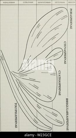 Archiv Bild von Seite 162 des Cyathaspididae; eine Familie von Stockfoto