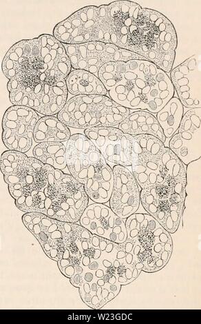 Archiv Bild von Seite 162 des cyclopaedia von Anatomie und Stockfoto