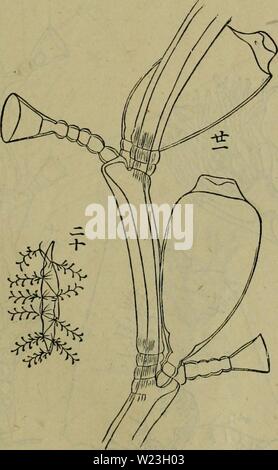 Archiv Bild von Seite 164 Dbutsugaku zasshi (1889) Stockfoto